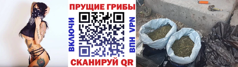 Псилоцибиновые грибы Psilocybine cubensis Новая Ляля